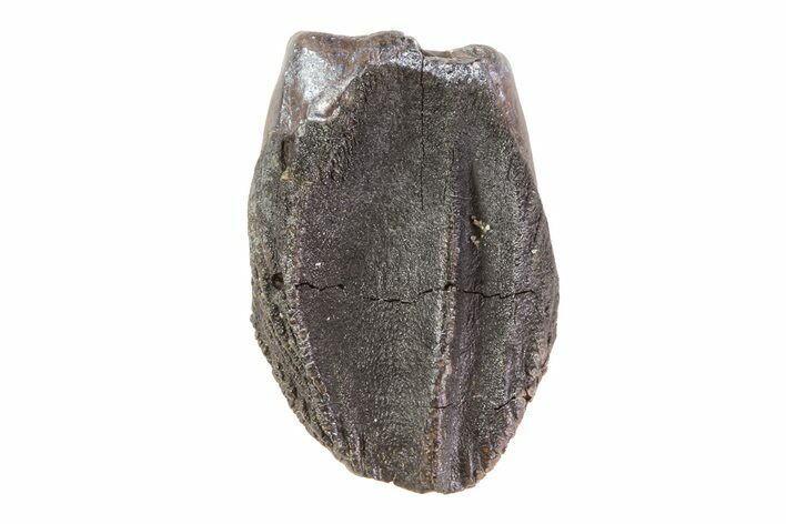Triceratops Tooth Crown (Little Wear) - Montana #69124